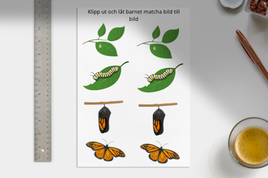 Matchningsövning för fjärilens livscykel - bild/bild, bild/föremål, bild/ord