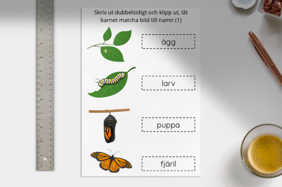 Matchningsövning för fjärilens livscykel - bild/bild, bild/föremål, bild/ord