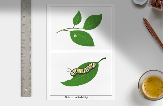 Faktakort - FjÀrilens livscykel (dubbelsidigt)