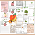 Paket- Höstema. Läs och skrivövningar i olika nivåer och SVA anpassad (59 sidor) - bild 2
