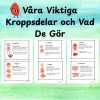 Våra Viktiga Kroppsdelar och Vad De Gör