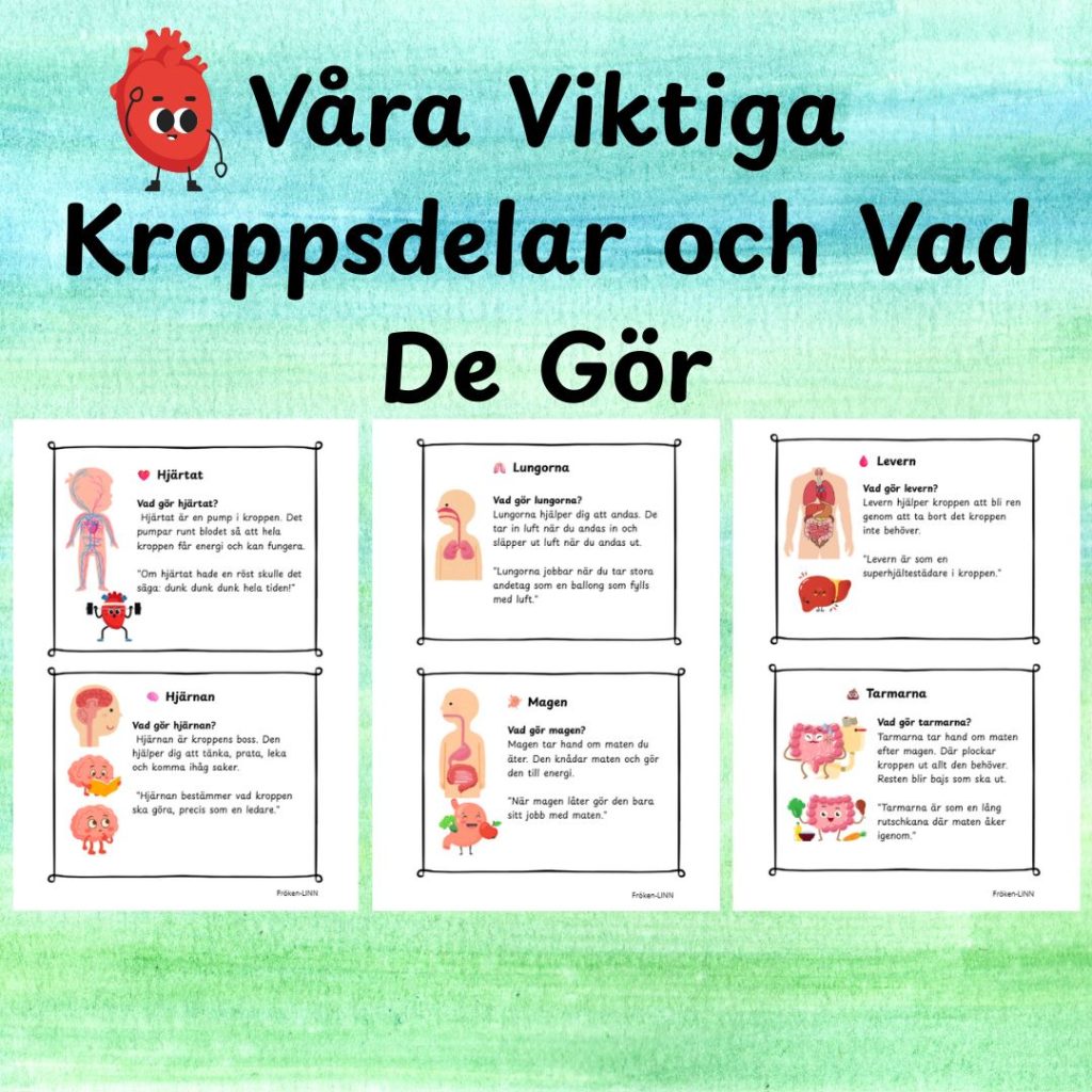 Våra Viktiga Kroppsdelar och Vad De Gör