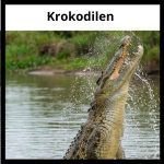GOTD – Krokodilen - bild 1