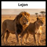 GOTD – Lejon - bild 1