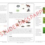 Ekosystemet – Prov, facit och instuderingspapper. - bild 3