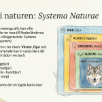 GOTD – Carl von Linné - bild 2