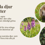 Landskap: Gotland - bild 3