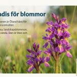 Landskap: Öland - bild 3