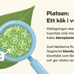 Fotosyntesen - bild 3