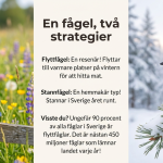 Flyttfåglar - bild 4