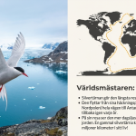 Flyttfåglar - bild 3