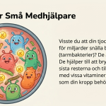 Matens väg genom kroppen - bild 3