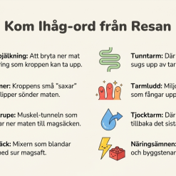 Matens väg genom kroppen