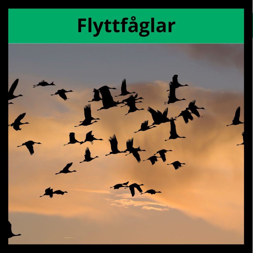 Flyttfåglar