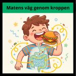 Matens väg genom kroppen - bild 1