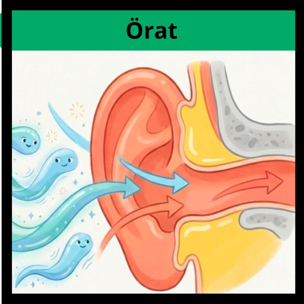 Örat