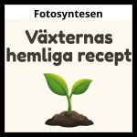 Fotosyntesen - bild 1