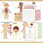 Tema Kroppen- SVA anpassad-kroppens delar och organ-matens väg genom kroppen- 61 sidor - bild 3