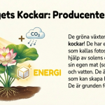 Ekosystemet - bild 3