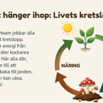 Ekosystemet - bild 5