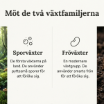 Sporväxter och Fröväxter - bild 4