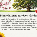 Sporväxter och Fröväxter - bild 5