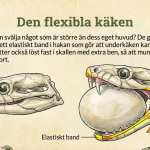 Fakta om ormar - bild 2