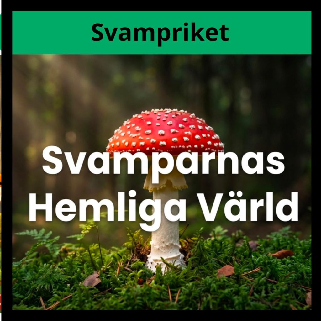Svampriket