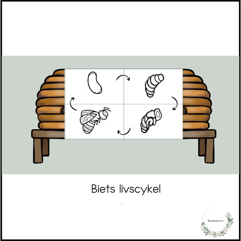 Biets livscykel – bikupan