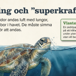 Sköldpaddor - bild 4