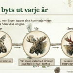 Fakta om älgen - bild 3