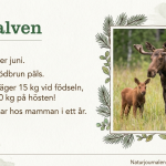 Fakta om älgen - bild 4