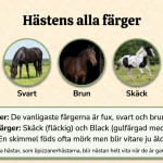 Fakta om hästar - bild 4