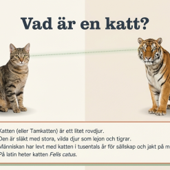 Fakta om katter