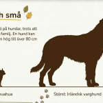 Fakta om hundar - bild 3