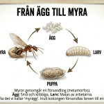 GOTD: Myror - bild 3