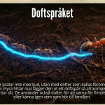 GOTD: Myror - bild 4