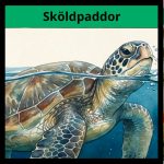 Sköldpaddor - bild 1