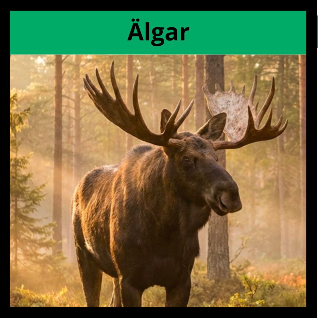 Fakta om älgen