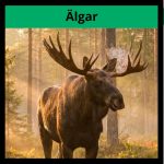 Fakta om älgen - bild 1