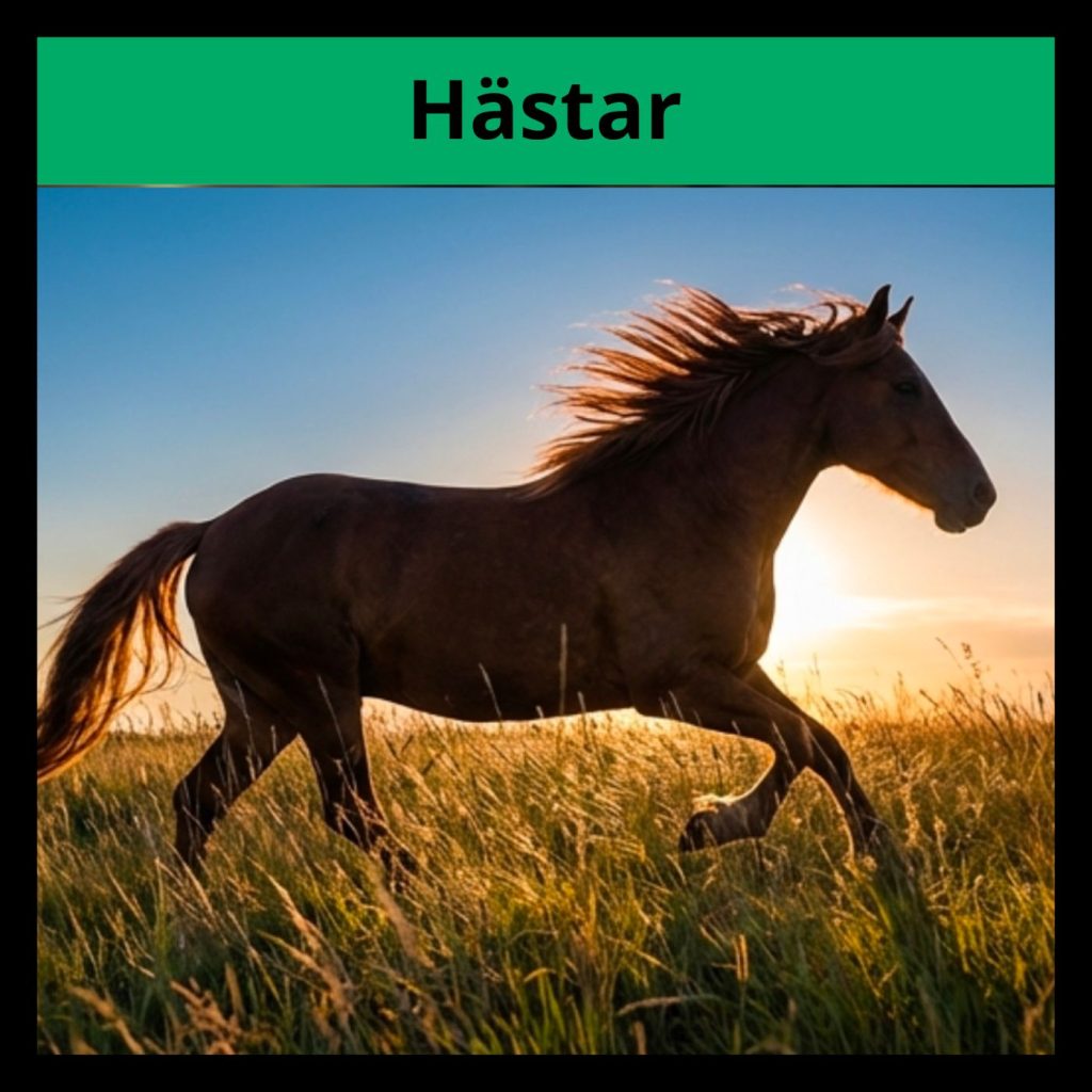 Fakta om hästar