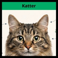 Fakta om katter