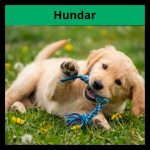 Fakta om hundar - bild 1