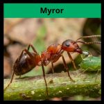 GOTD: Myror - bild 1