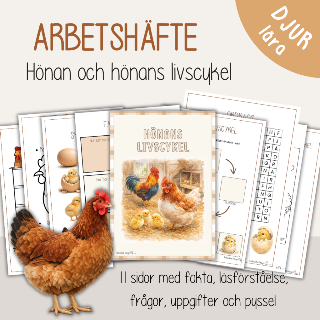 Hönan och hönans livscykel – Arbetshäfte