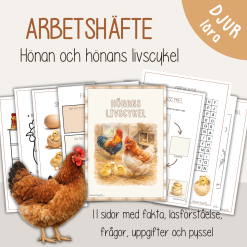 Hönan och hönans livscykel - Arbetshäfte