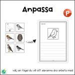 Stora paketet – Fåglar - bild 12