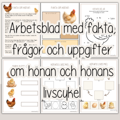 Hönan och hönans livscykel - Arbetshäfte