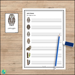 Stora paketet – Fåglar