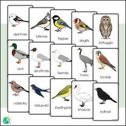 Fåglar - Flashcards
